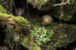 20130405_Biddulph_013.jpg