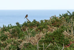 20130828_South-Stack_014.jpg