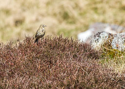 20140415_Brecon-Becons_041.jpg