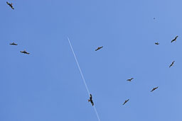 20140415_Brecon-Becons_076.jpg