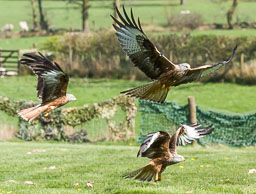 20140416_Brecon-Becons_243.jpg