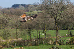 20140416_Brecon-Becons_275.jpg