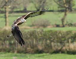 20140416_Brecon-Becons_281.jpg