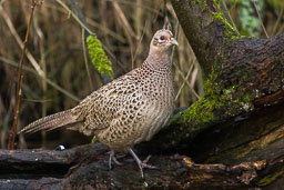 20141230_leighton-moss_011.jpg