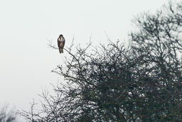 20150325_Buzzard_002.jpg