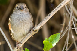 UK Birds
 Hero