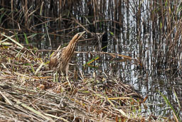 20151028_Minsmere_248.jpg