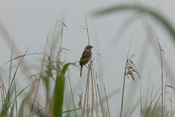 20170621_Leighton-Moss_012.jpg