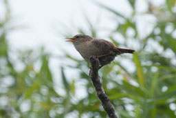 20170621_Leighton-Moss_093-E.jpg