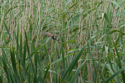 20170621_Leighton-Moss_112-E-E.jpg