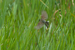 20170621_Leighton-Moss_134-E-E.jpg