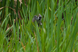 20170621_Leighton-Moss_137-E.jpg