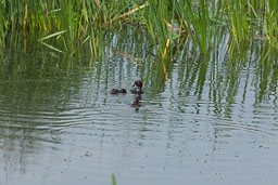 20170621_Leighton-Moss_184.jpg