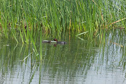 20170621_Leighton-Moss_187.jpg