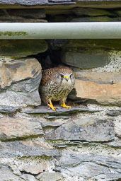 20180511_kestrel_014.jpg