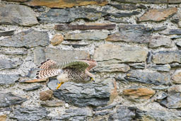 20180511_kestrel_019.jpg