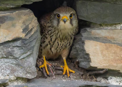 20180511_kestrel_035-E_E_E_E.jpg