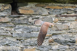 20180511_kestrel_052.jpg