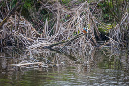 Images of Wildlife
 Hero