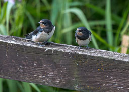 20230713_Cley-Nature-Reserve_006-Enhanced-NR.jpg