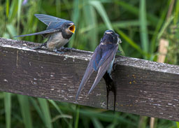 20230713_Cley-Nature-Reserve_009-Enhanced-NR.jpg