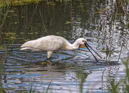 20230713_Cley-Nature-Reserve_012-Enhanced-NR.jpg