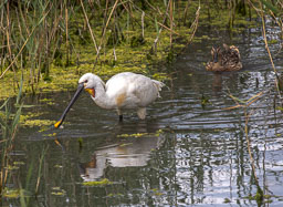 20230713_Cley-Nature-Reserve_015-Enhanced-NR.jpg