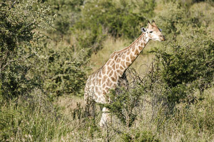 20060430_Kruger_096-E.jpg