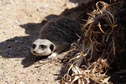 20090524_Zoo_048.jpg
