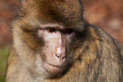 20110403_Trentham_025.jpg