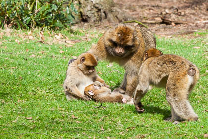 20110403_Trentham_040.jpg