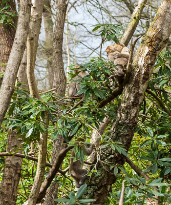20110403_Trentham_080.jpg