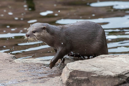20110423_Martin-Mere_040.jpg