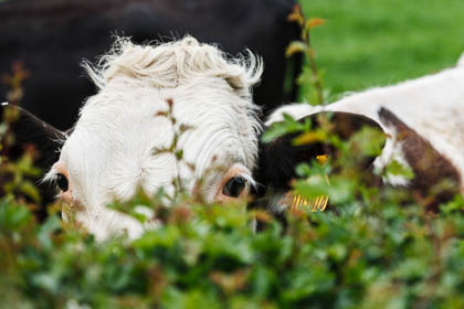 20110429_Cattle_007.jpg