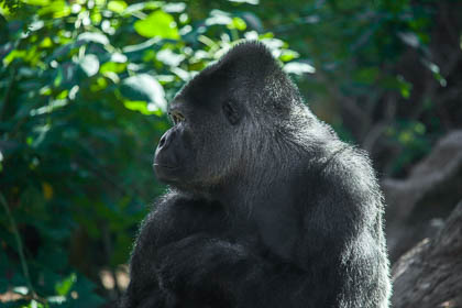 20120216_Loro-Parque_001.jpg