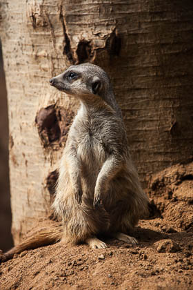 20120216_Loro-Parque_023.jpg