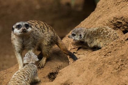 20120216_Loro-Parque_027.jpg