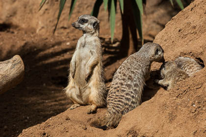 20120216_Loro-Parque_035.jpg