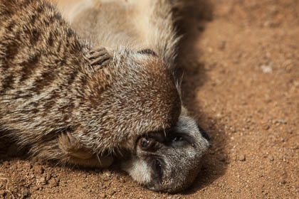 20120216_Loro-Parque_037.jpg