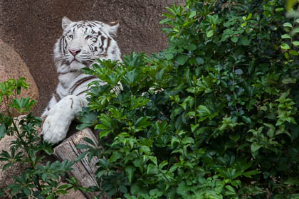 20120216_Loro-Parque_042.jpg