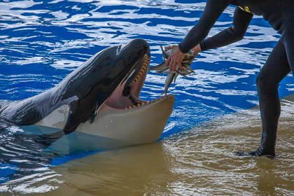 20120216_Loro-Parque_053.jpg