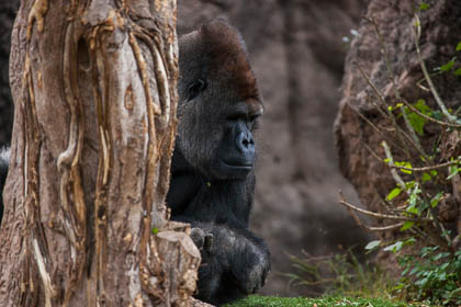 20120216_Loro-Parque_091.jpg