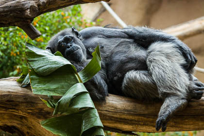 20120216_Loro-Parque_092.jpg