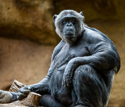 20120216_Loro-Parque_095.jpg