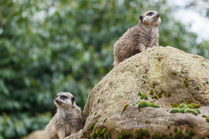 20120429_ZSL_091.jpg