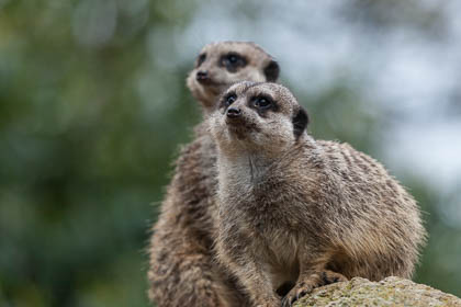 20120429_ZSL_092.jpg