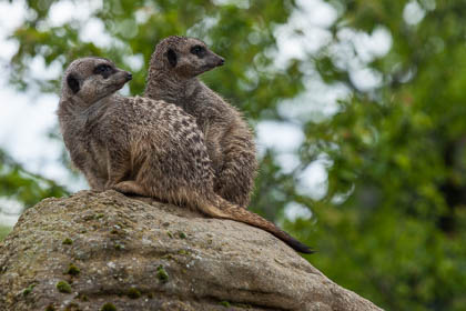 20120429_ZSL_100.jpg