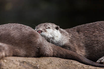 20120429_ZSL_114.jpg