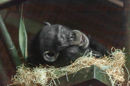20130505_Chester-Zoo_028.jpg