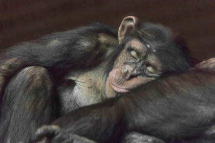 20130505_Chester-Zoo_029.jpg